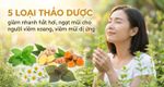 5 loại thảo dược giảm nhanh hắt hơi, ngạt mũi cho người viêm xoang, viêm mũi dị ứng