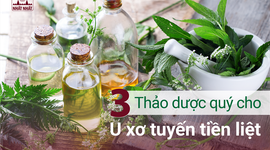 3 Thảo dược quý cho U xơ tuyến tiền liệt