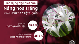 Tác dụng đặc biệt của Náng hoa trắng đối với U xơ tiền liệt tuyến