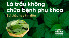 Lá trầu không chữa bệnh phụ khoa: Sự thật hay tin đồn?