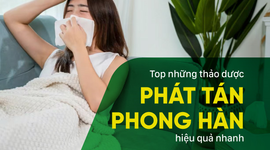 Top những thảo dược phát tán phong hàn, giải cảm nhanh
