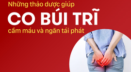 Những thảo dược giúp co búi trĩ, cầm máu và ngăn tái phát