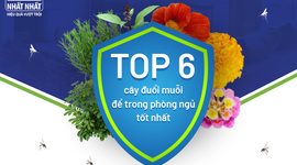 Top 6 cây đuổi muỗi để trong phòng ngủ tốt nhất