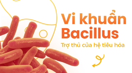 Vi khuẩn Bacillus: Trợ thủ của hệ tiêu hóa
