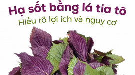 Hạ sốt bằng lá tía tô: Hiểu rõ lợi ích và nguy cơ