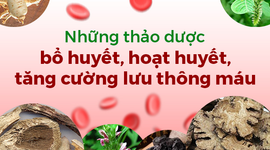 Những thảo dược bổ huyết, hoạt huyết, tăng cường lưu thông máu
