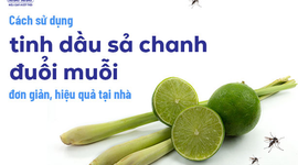 Cách sử dụng tinh dầu sả chanh đuổi muỗi đơn giản, hiệu quả tại nhà