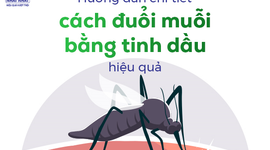 Hướng dẫn chi tiết cách đuổi muỗi bằng tinh dầu hiệu quả
