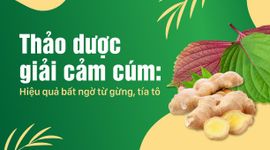 Thảo dược giải cảm cúm: Hiệu quả bất ngờ từ gừng, tía tô