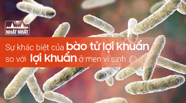 Sự khác biệt của bào tử lợi khuẩn so với lợi khuẩn ở men vi sinh