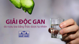 Giải độc gan do rượu bia bằng thảo dược