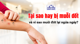 Tại sao hay bị muỗi đốt và vì sao muỗi đốt lại ngứa ngáy?