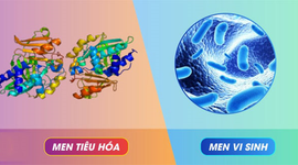 Hiểu về tác dụng của men tiêu hóa và men vi sinh