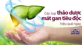 Các loại thảo dược mát gan tiêu độc hiệu quả ngay