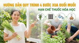 Hướng dẫn quy trình 4 bước xua đuổi muỗi, hạn chế thuốc hóa học