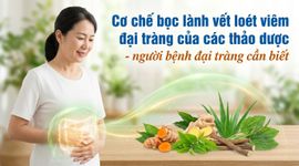 Cơ chế bọc lành vết loét viêm đại tràng của các thảo dược - người bệnh đại tràng cần biết