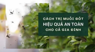 Cách trị muỗi đốt hiệu quả, an toàn cho cả gia đình