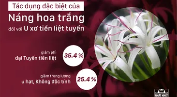 Tác dụng đặc biệt của Náng hoa trắng đối với U xơ tiền liệt tuyến