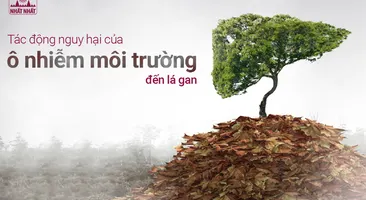 Tác động nguy hại của ô nhiễm môi trường đến lá gan