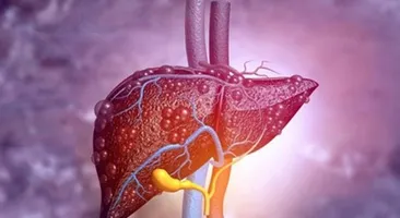 Lưu ngay các phương pháp giải độc gan sau khi uống rượu bia