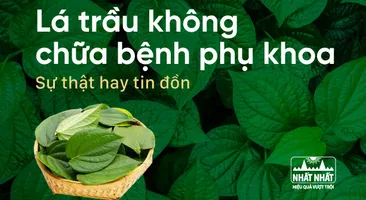 Lá trầu không chữa bệnh phụ khoa: Sự thật hay tin đồn?