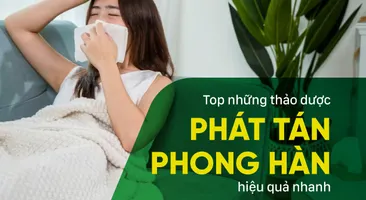 Top những thảo dược phát tán phong hàn, giải cảm nhanh