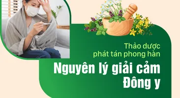 Thảo dược phát tán phong hàn – Nguyên lý giải cảm trong Đông y