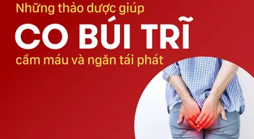 Những thảo dược giúp co búi trĩ, cầm máu và ngăn tái phát