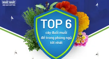 Top 6 cây đuổi muỗi để trong phòng ngủ tốt nhất