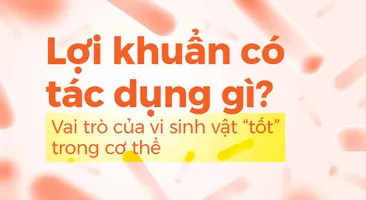 Lợi khuẩn có tác dụng gì? Vai trò của vi sinh vật “tốt” trong cơ thể