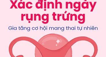 Xác định ngày rụng trứng – Gia tăng cơ hội mang thai tự nhiên