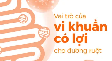 Vai trò của vi khuẩn có lợi cho đường ruột