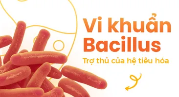 Vi khuẩn Bacillus: Trợ thủ của hệ tiêu hóa
