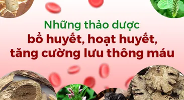 Những thảo dược bổ huyết, hoạt huyết, tăng cường lưu thông máu