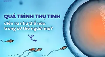 Quá trình thụ tinh diễn ra như thế nào trong cơ thể người mẹ?