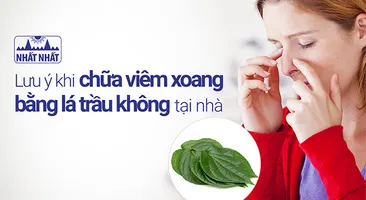 Lưu ý khi chữa viêm xoang bằng lá trầu không tại nhà 