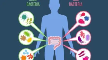 Bổ sung men vi sinh cho người lớn: Chăm sóc sức khỏe từ bên trong