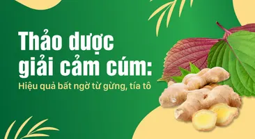 Thảo dược giải cảm cúm: Hiệu quả bất ngờ từ gừng, tía tô
