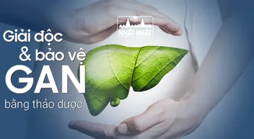 Cách giải độc gan, bảo vệ gan bằng thảo dược tự nhiên