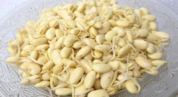 Hỏi nhanh đáp gọn: mầm đậu nành có tác dụng gì?