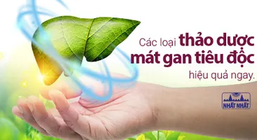 Các loại thảo dược mát gan tiêu độc hiệu quả ngay