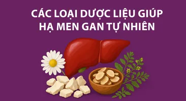 Điểm danh các dược liệu quý giúp hạ men gan tự nhiên