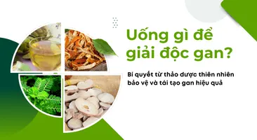 Uống gì để giải độc gan? Bí quyết từ thảo dược thiên nhiên bảo vệ và tái tạo gan hiệu quả