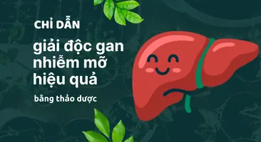 Chỉ dẫn giải độc gan nhiễm mỡ hiệu quả bằng thảo dược