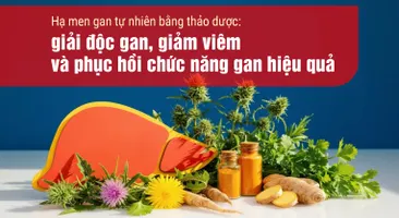 Hạ men gan tự nhiên bằng thảo dược: giải độc gan, giảm viêm và phục hồi chức năng gan hiệu quả