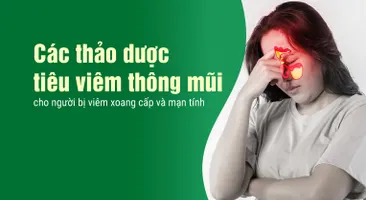 Các thảo dược tiêu viêm thông mũi cho người bị viêm xoang cấp và mạn tính