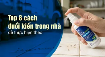 Top 8 cách đuổi kiến trong nhà dễ thực hiện theo
