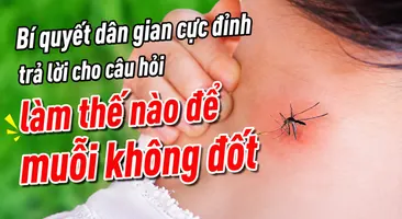 Bí quyết dân gian cực đỉnh trả lời cho câu hỏi làm thế nào để muỗi không đốt
