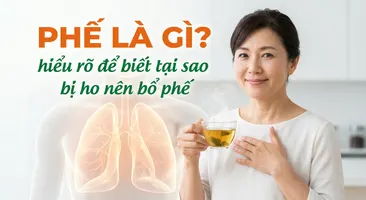 Phế là gì? hiểu rõ để biết tại sao bị ho nên bổ phế
