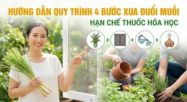 Hướng dẫn quy trình 4 bước xua đuổi muỗi, hạn chế thuốc hóa học